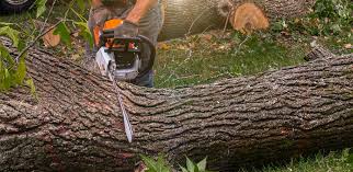 How Our Tree Care Process Works  in  Roessleville, NY