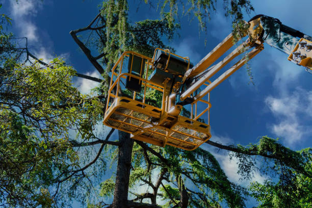 Best Commercial Tree Services  in Roessleville, NY